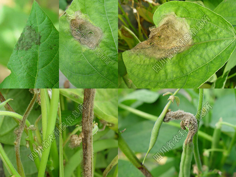 菜豆灰霉病