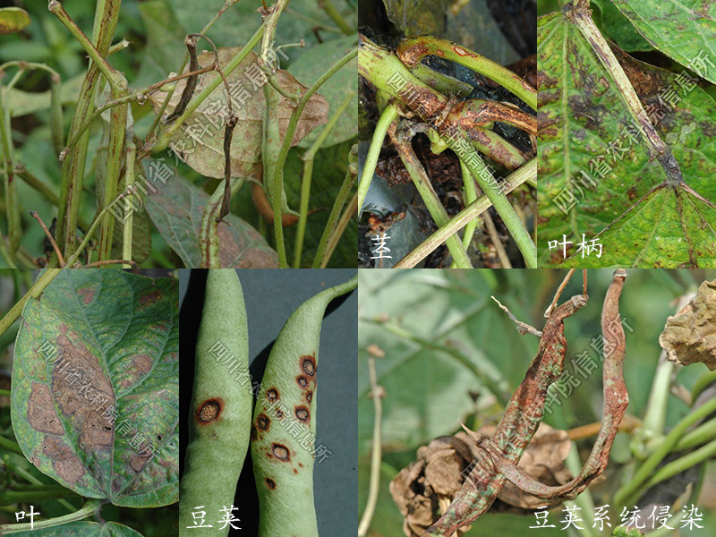 菜豆炭疽病