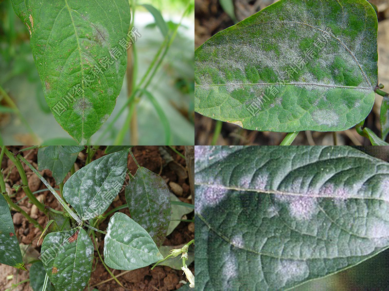 斑沿脉发展,白粉布满全叶,严重的叶面也显症,致叶片枯黄,引起大量落叶