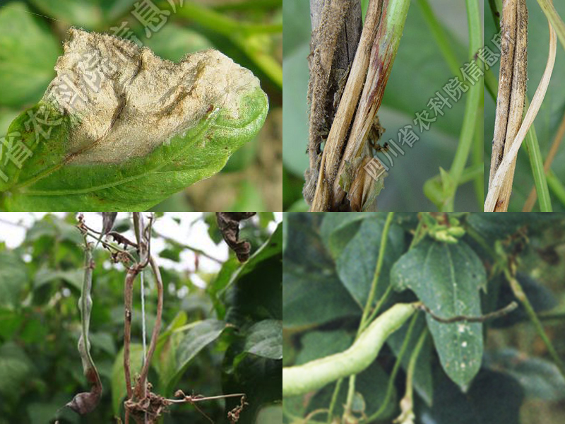 有时病菌从茎蔓分枝处侵入,致病部形成凹陷水浸斑,后萎蔫 豇豆灰霉病