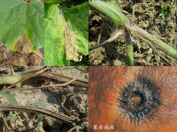 南瓜蔓枯病