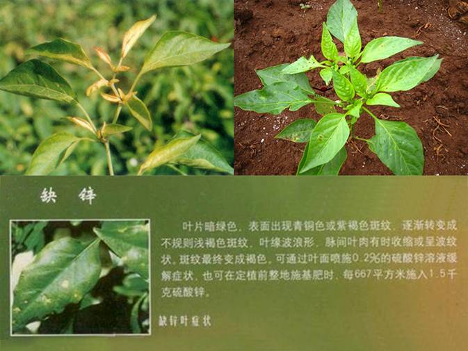 缺锌症状,土壤ph过高,即使土壤中有足够的锌,但其不溶解,也不能被作物