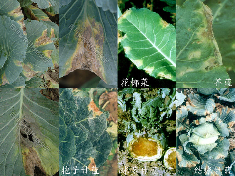剖开球茎可见到导管变黑色.湿度大时,病部腐烂,但没有臭味
