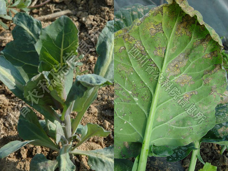花椰菜病害 发生在苗期       发生在成株期,多为害根茎部致植株腐烂