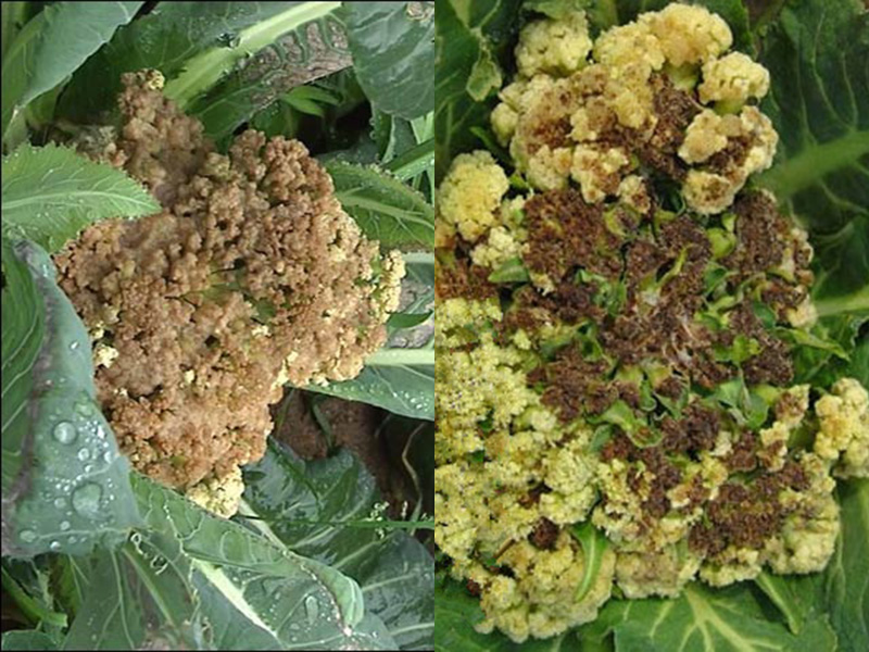 花椰菜,芥蓝病害