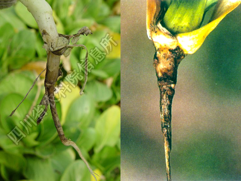 油菜立枯病