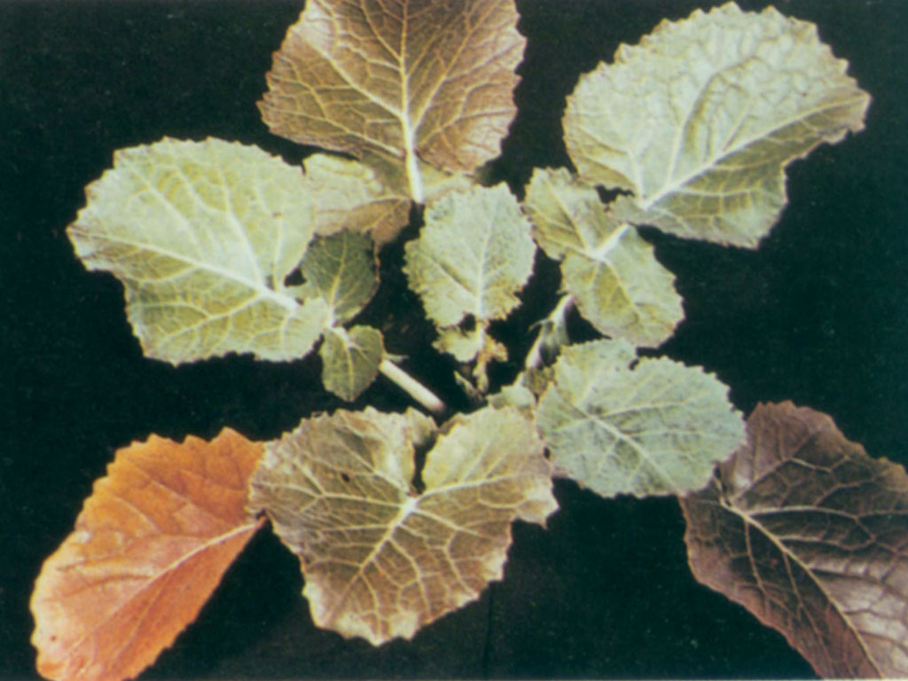 油菜缺磷症