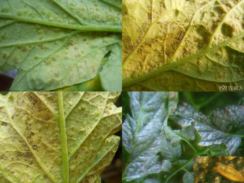 番茄瘿螨