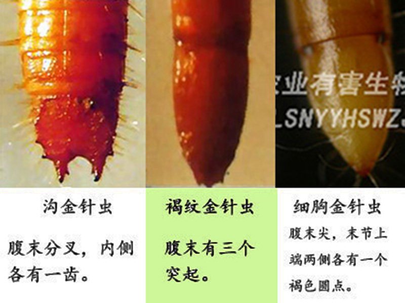褐纹金针虫