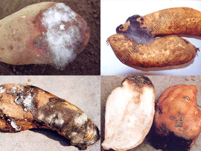 红薯病毒病害症状图片图片