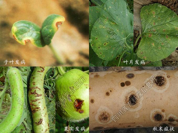 瓠瓜越瓜病害