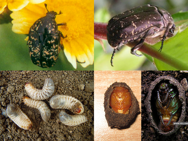 花金龟幼虫的生长周期图片