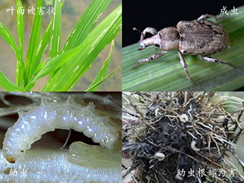 稻水象甲幼虫为什么型图片