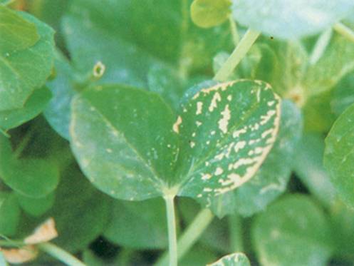 豌豆霜霉病疫病图片图片