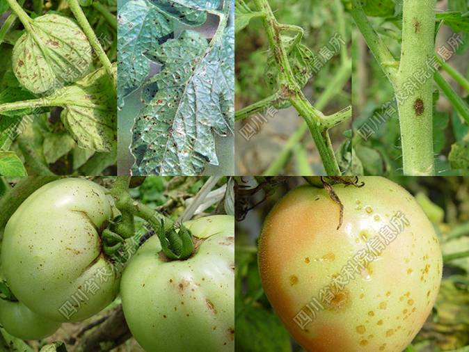 西红柿芝麻斑病图片图片